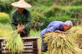 穿越灾荒年，我有系统实现粮食自由,粮食自由，共渡难关