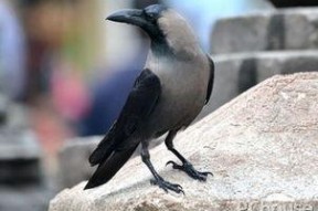 灰色乌鸦