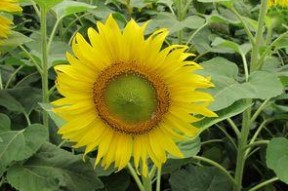 太阳花,阳光下的坚韧与希望